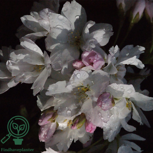 Prunus serrulata 'Amanogawa', Japansk søjlekirsebær