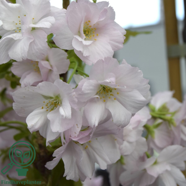Prunus serrulata 'Amanogawa', Japansk søjlekirsebær