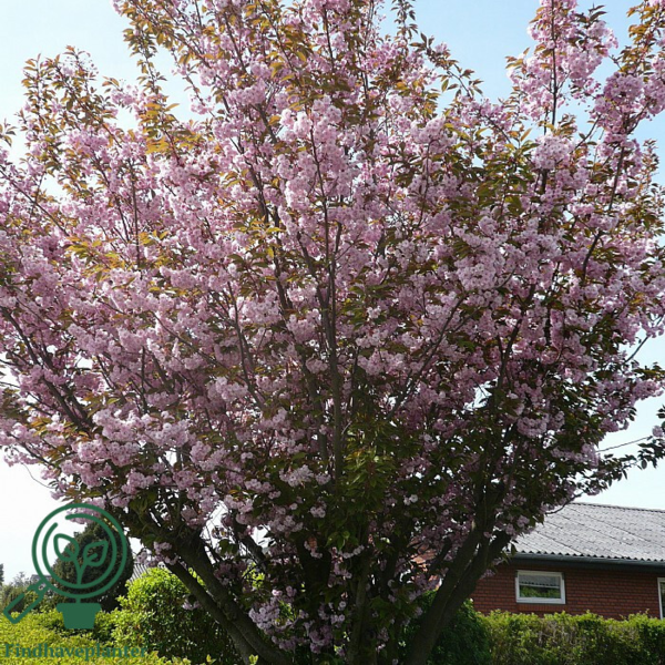 Prunus serrulata 'Kanzan', Japansk kirsebær