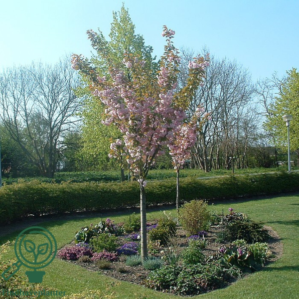 Prunus serrulata 'Kanzan', Japansk kirsebær
