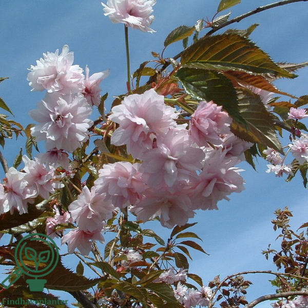 Prunus serrulata 'Kiku-shidare-Sakura', Hængekirsebær
