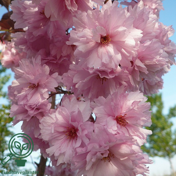 Prunus serrulata 'Royal Burgundy', Japansk kirsebær