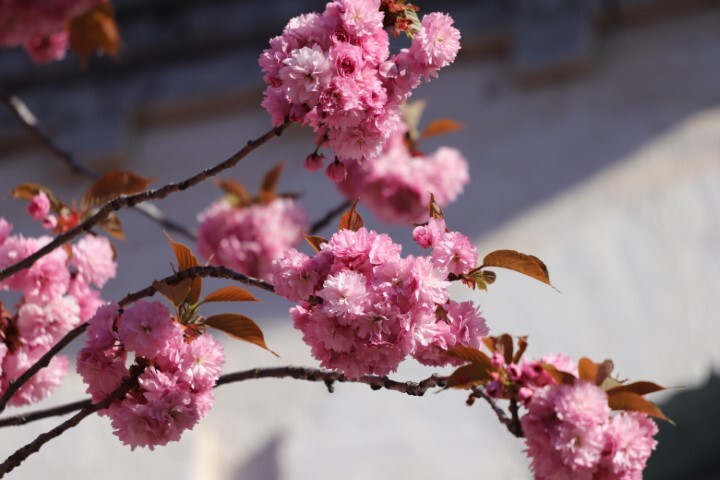 Prunus serrulata 'Royal Burgundy', Japansk kirsebær