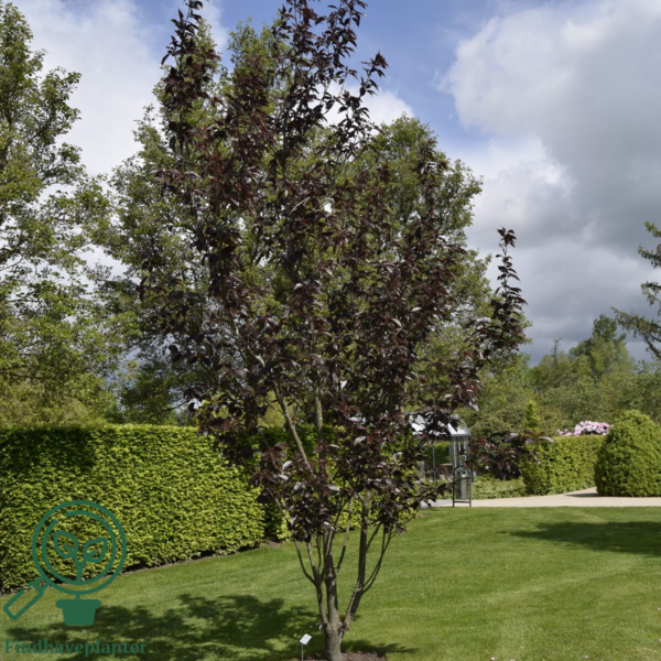 Prunus serrulata 'Royal Burgundy', Japansk kirsebær