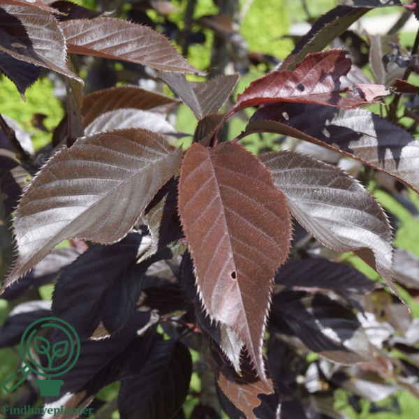 Prunus serrulata 'Royal Burgundy', Japansk kirsebær