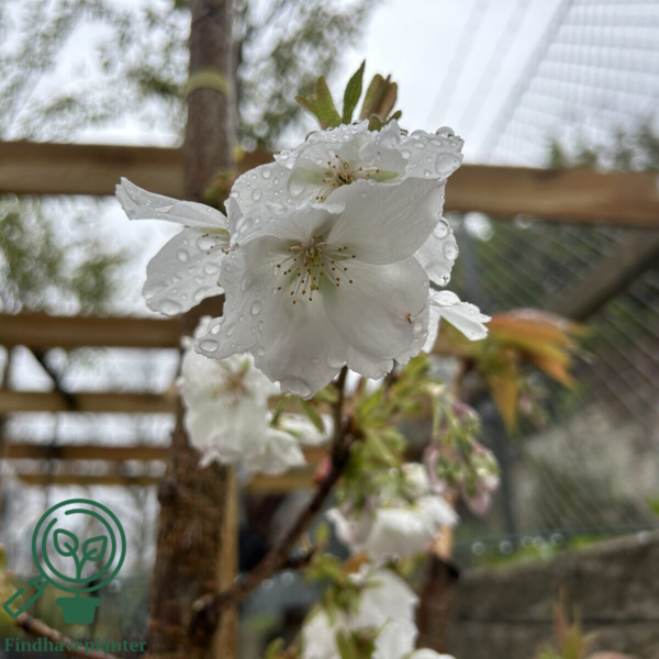 Prunus serrulata 'Tai Haku', Japansk kirsebær