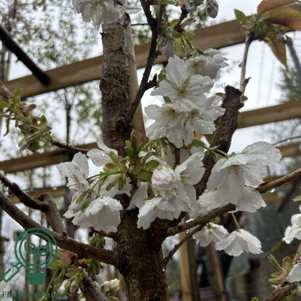 Prunus serrulata 'Tai Haku', Japansk kirsebær