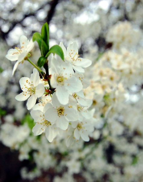 Prunus Spinosa, Slåen