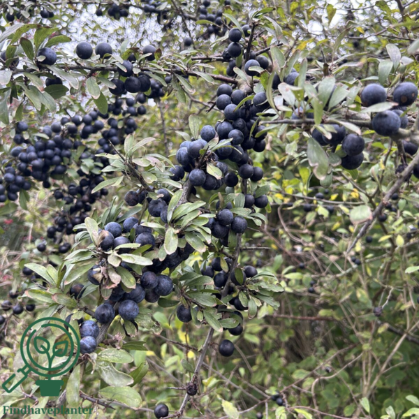 Prunus Spinosa, Slåen