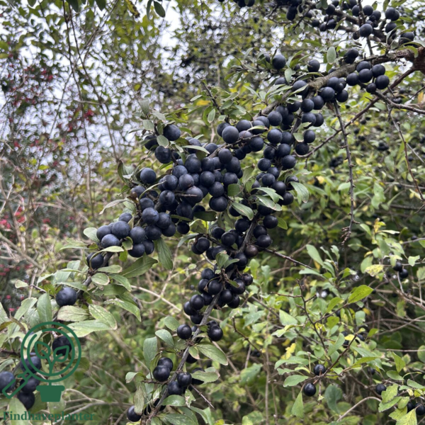 Prunus Spinosa, Slåen