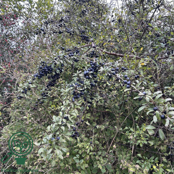 Prunus Spinosa, Slåen