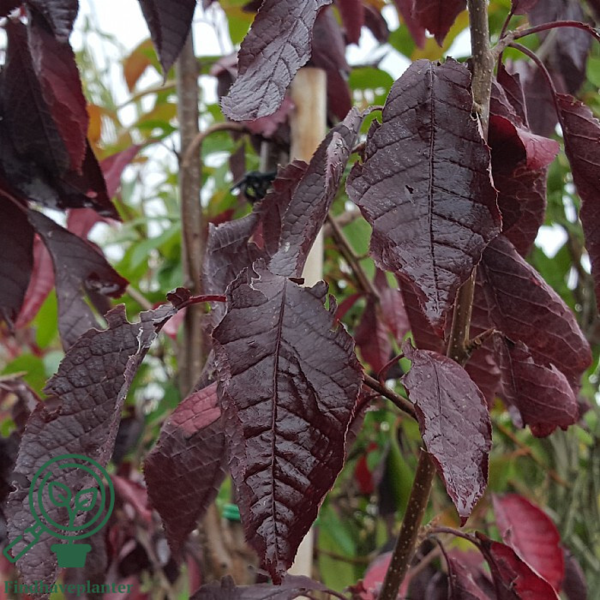 Prunus virginiana 'Canada Red', Virginsk hæg