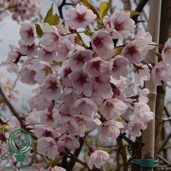 Prunus yedoensis, Japansk kirsebær