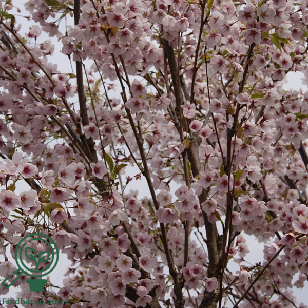 Prunus yedoensis, Japansk kirsebær