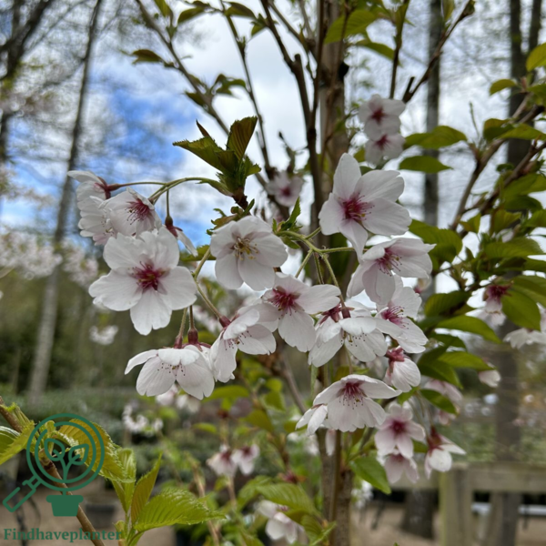Prunus yedoensis, Japansk kirsebær
