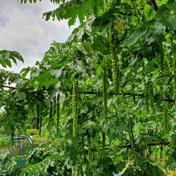 Pterocarya fraxinifolia, Kaukasisk vingevalnød