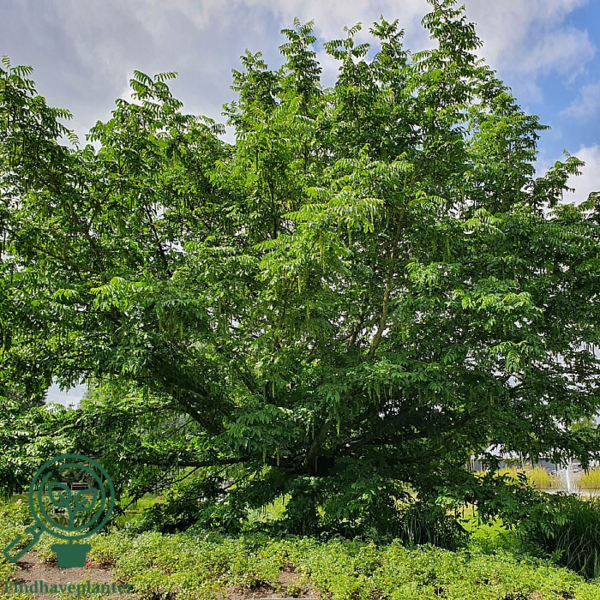 Pterocarya fraxinifolia, Kaukasisk vingevalnød