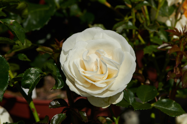 Rosa 'Kailani™' Poulpal038(N)