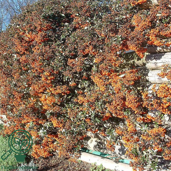 Pyracantha hybr. 'Orange Glow'