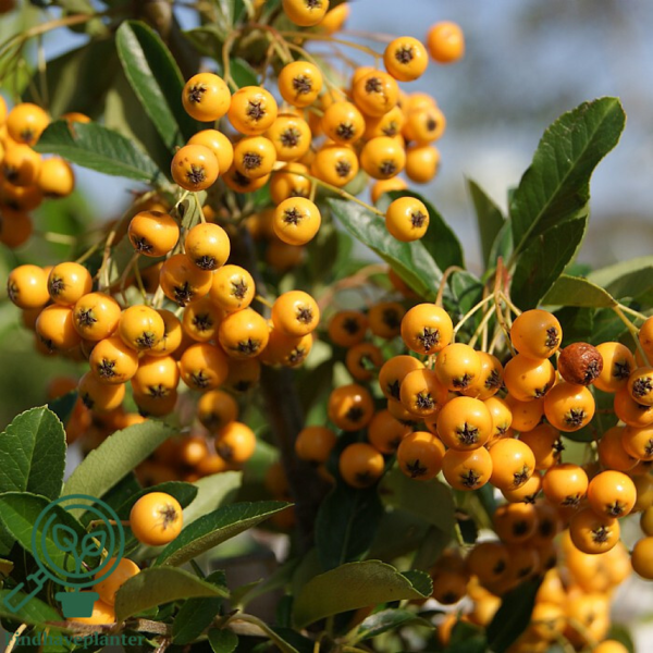 Pyracantha hybr. 'Soleil d'Or'