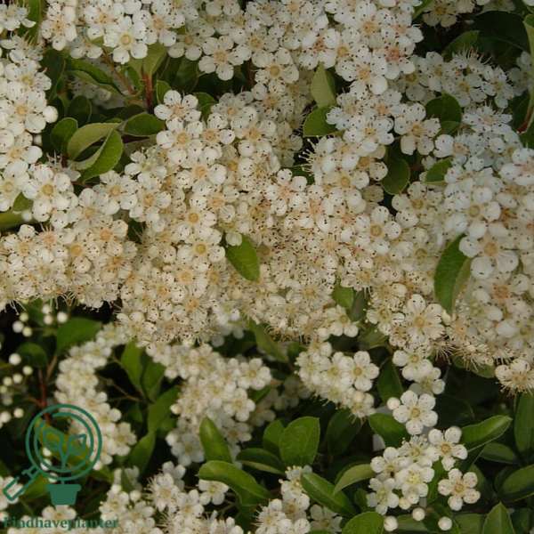 Pyracantha hybr. 'Soleil d'Or'