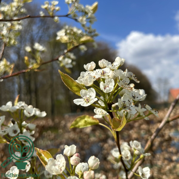 Pyrus calleryana 'Chanticleer', Kinapære