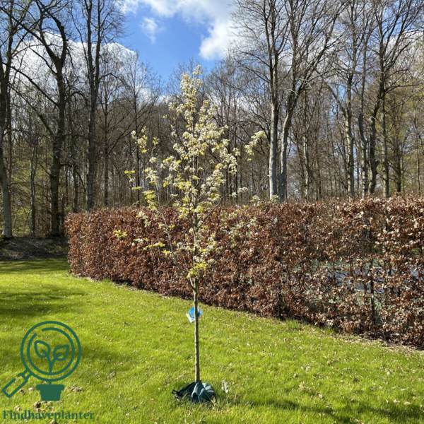 Pyrus calleryana 'Chanticleer', Kinapære