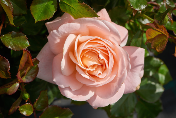 Rosa 'Kalmar™' Poulkalm(N)