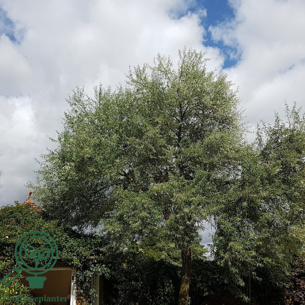 Pyrus salicifolia, Pilebladet pære