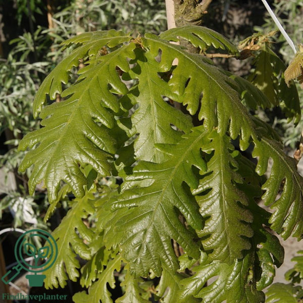 Quercus frainetto, Ungarsk eg