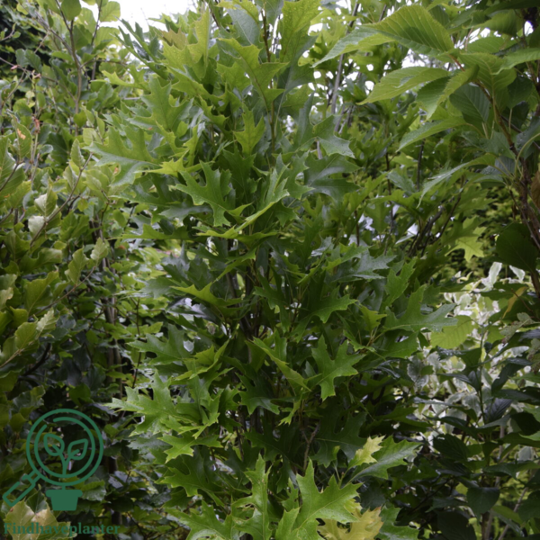 Quercus palustris 'Green Pillar', Søjleformet sumpeg