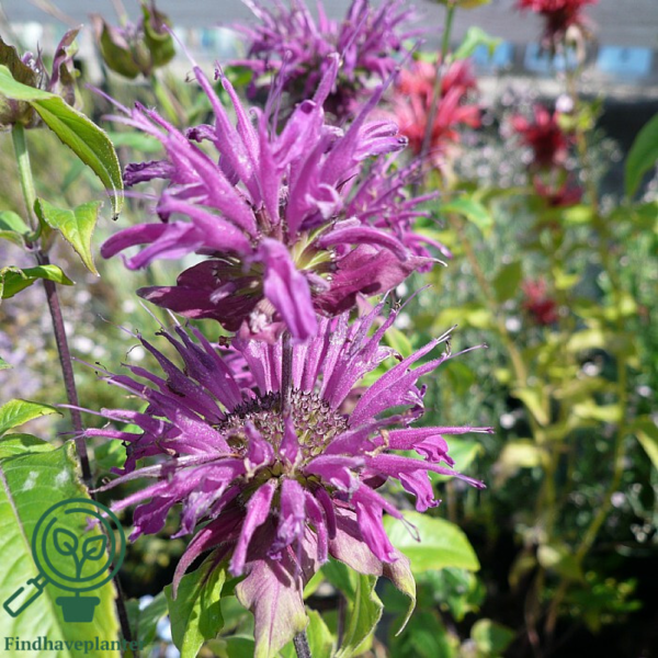 Monarda hybrid 'Blaustrumpf', Hestemynte
