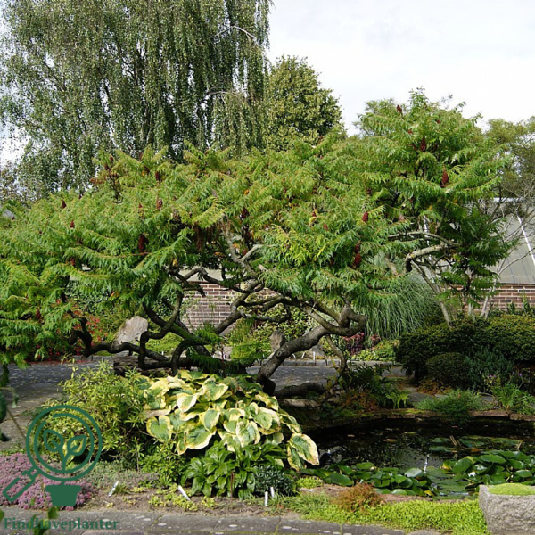 Rhus typhina
