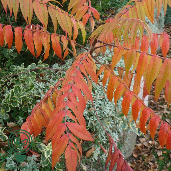 Rhus typhina