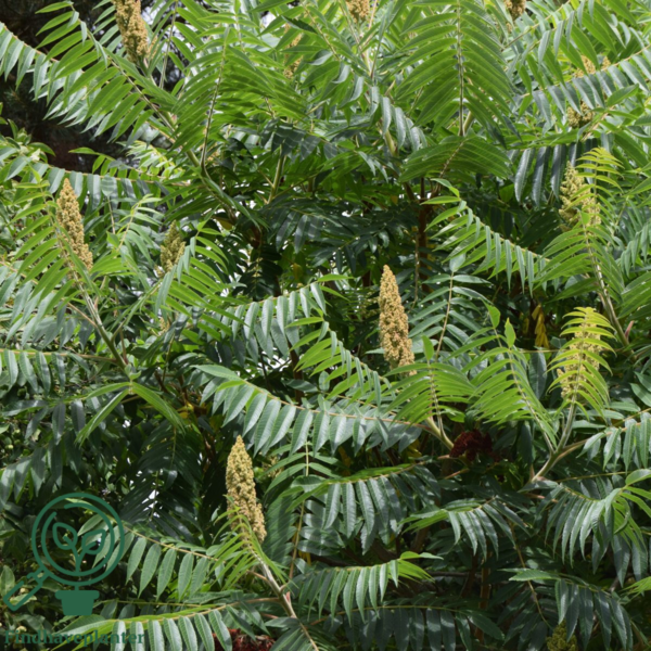 Rhus typhina