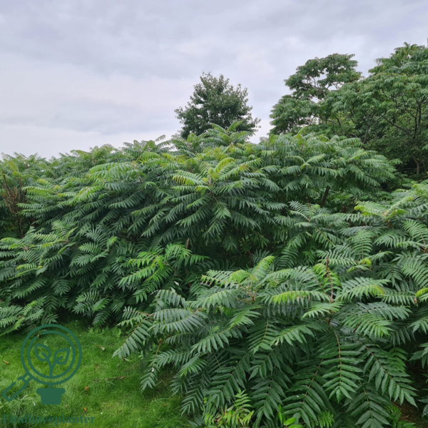 Rhus typhina