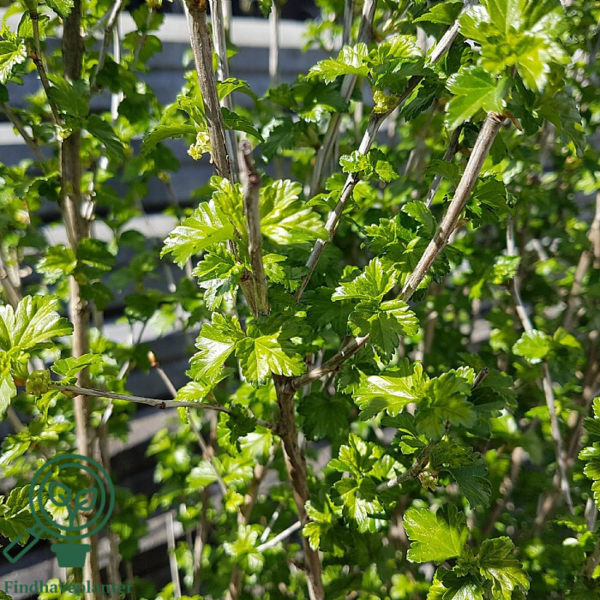 Ribes alpinum 'Dima', Fjeldribs (barrods)