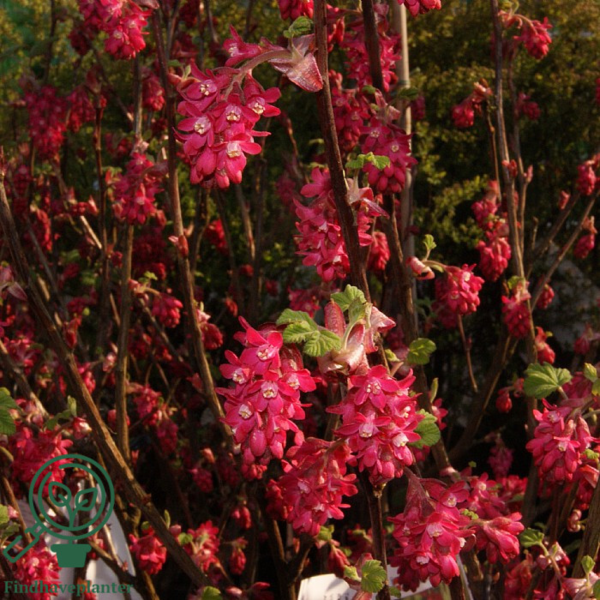 Ribes sanguineum 'Koja'