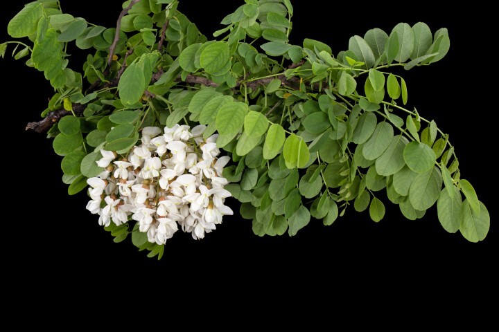 Robinia pseudoacasia 'Nyirsegi', Robinie/falsk akasie