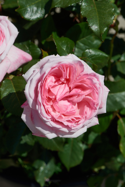 Rosa 'Marlis™' Poulren030