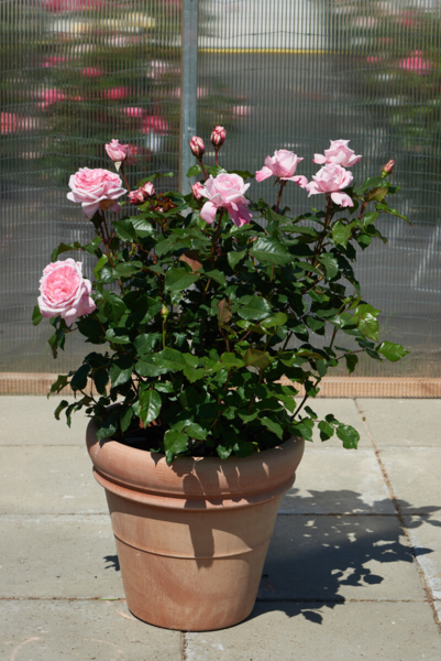 Rosa 'Marlis™' Poulren030