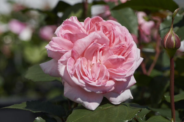 Rosa 'Marlis™' Poulren030