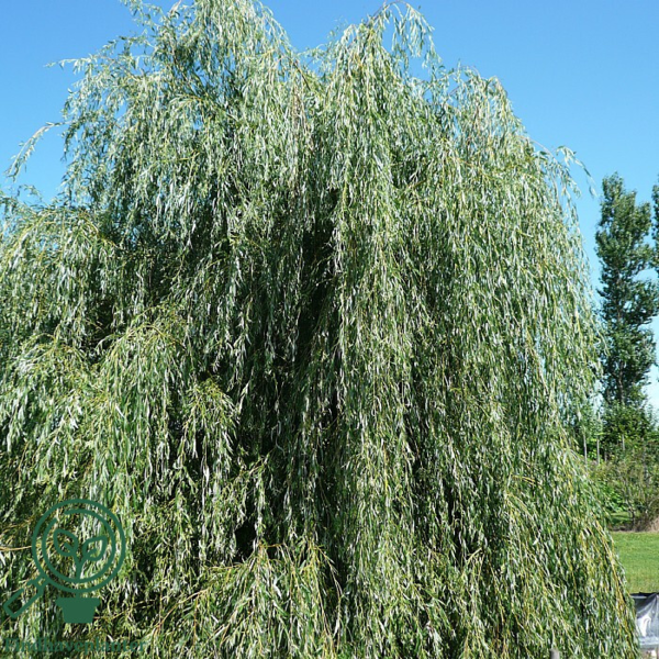 Salix alba 'Tristis', Guldhængepil