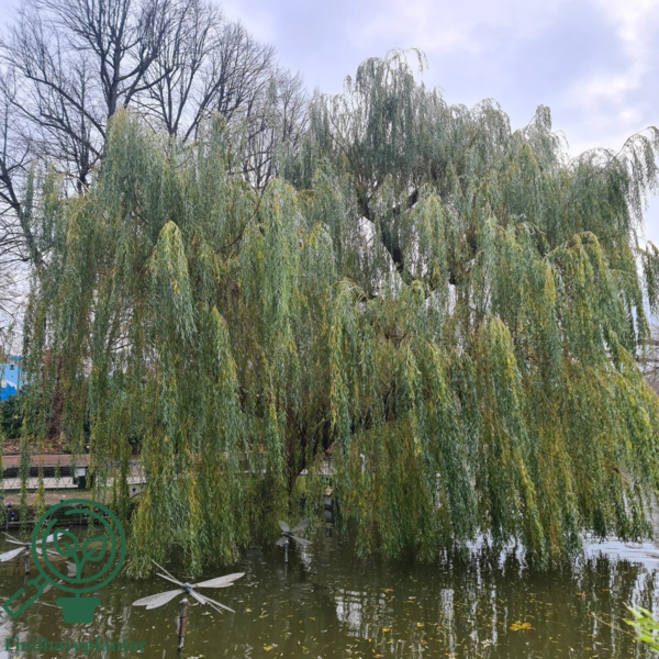 Salix alba 'Tristis', Guldhængepil