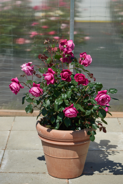 Rosa 'Natalie™' Poulren014(N)