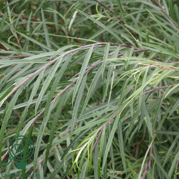 Salix repens var. rosmarinifolia, Rosmarinpil (barrods)