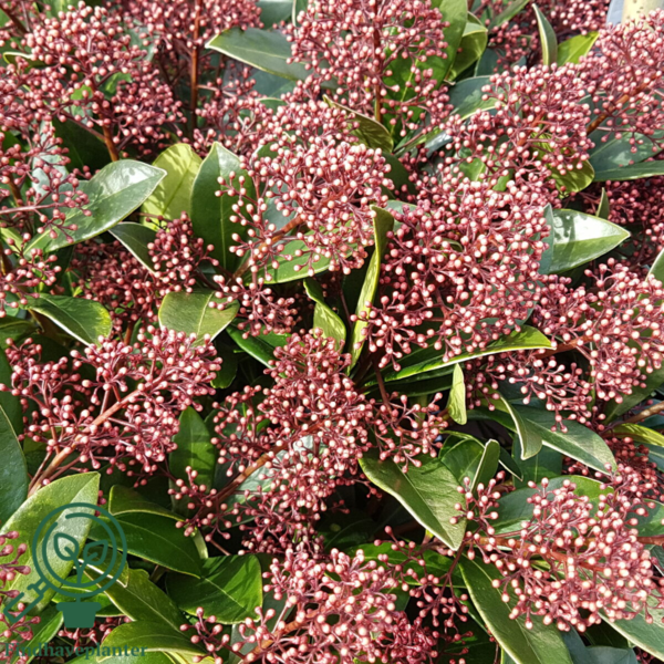 Skimmia japonica 'Rubella'