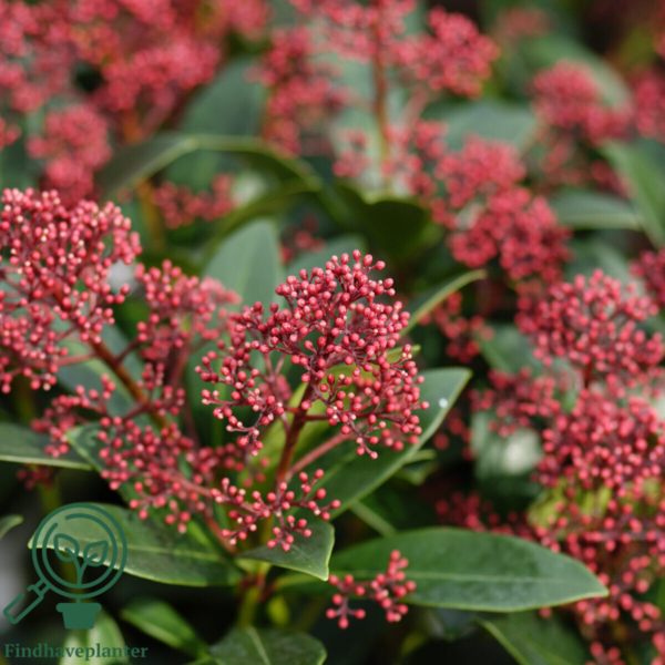 Skimmia japonica 'Rubella'