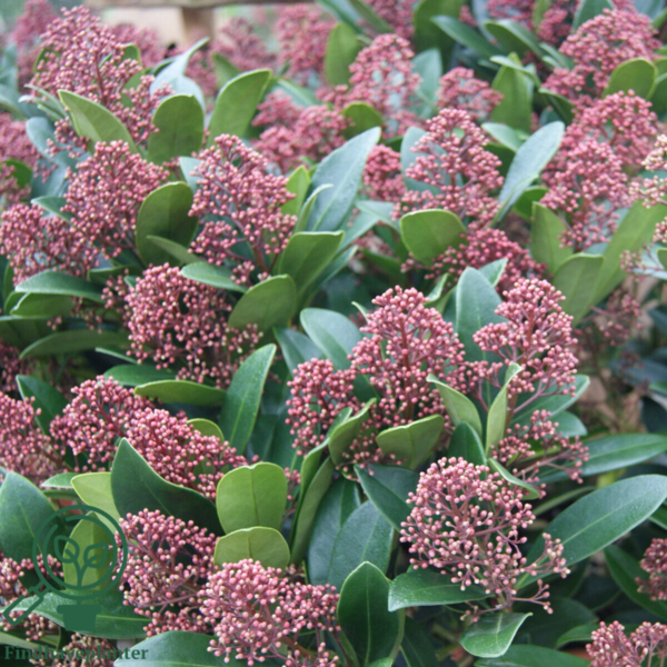 Skimmia japonica 'Rubella'