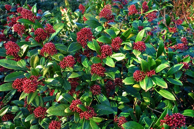 Skimmia japonica 'Rubella'